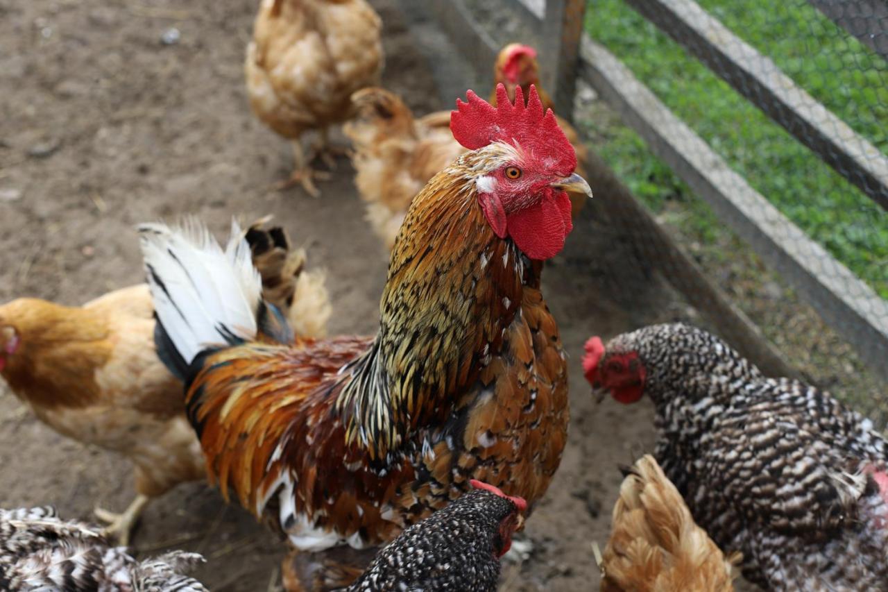 Penzion Javorina Cicmany Luaran gambar